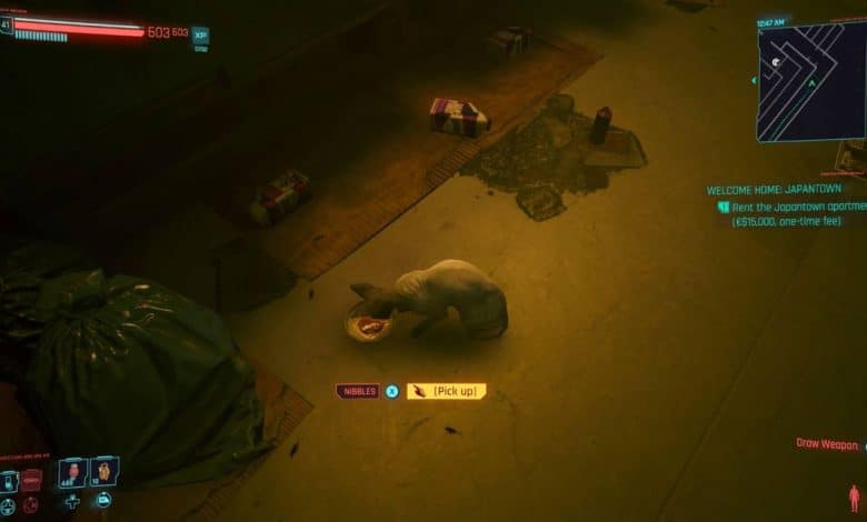 Comment obtenir Nibbles le chat dans Cyberpunk 2077